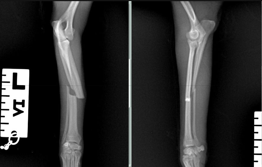 Radiographie du squelette appendiculaire par le Dr SANSPOUX Frédéric