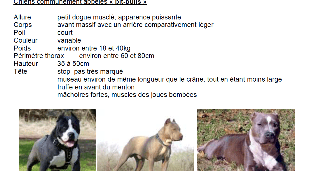 Chiens « dangereux » en France: précisions sur les catégories et les caractéristiques