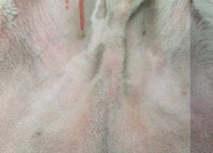 Cryptorchidie abdominale chez le chien et le chat