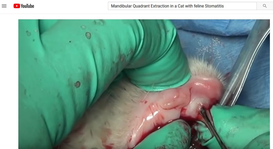 Extractions des dents d’un chat