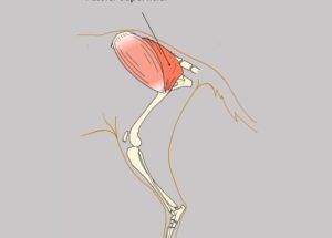 Anatomie des muscles latéraux du membre postérieur du chien