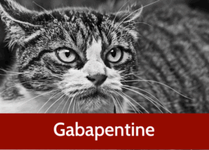 Utilisation sur le chat anxieux