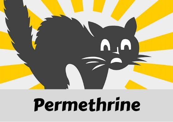 Prise en charge de l’intoxication par la permethrine chez le chat proposé par le CNITV