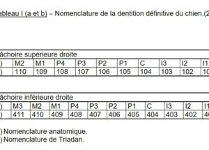 Dentition du chien: numérotation modifiée des dents définitive selon Triadan