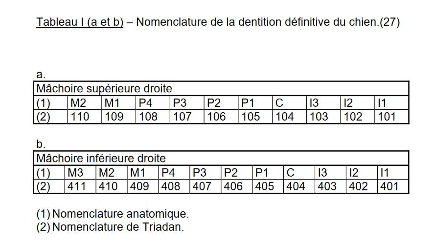 Dentition du chien: numérotation modifiée des dents définitive selon Triadan