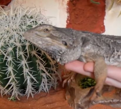 Manipuler un Pogona (vidéo)