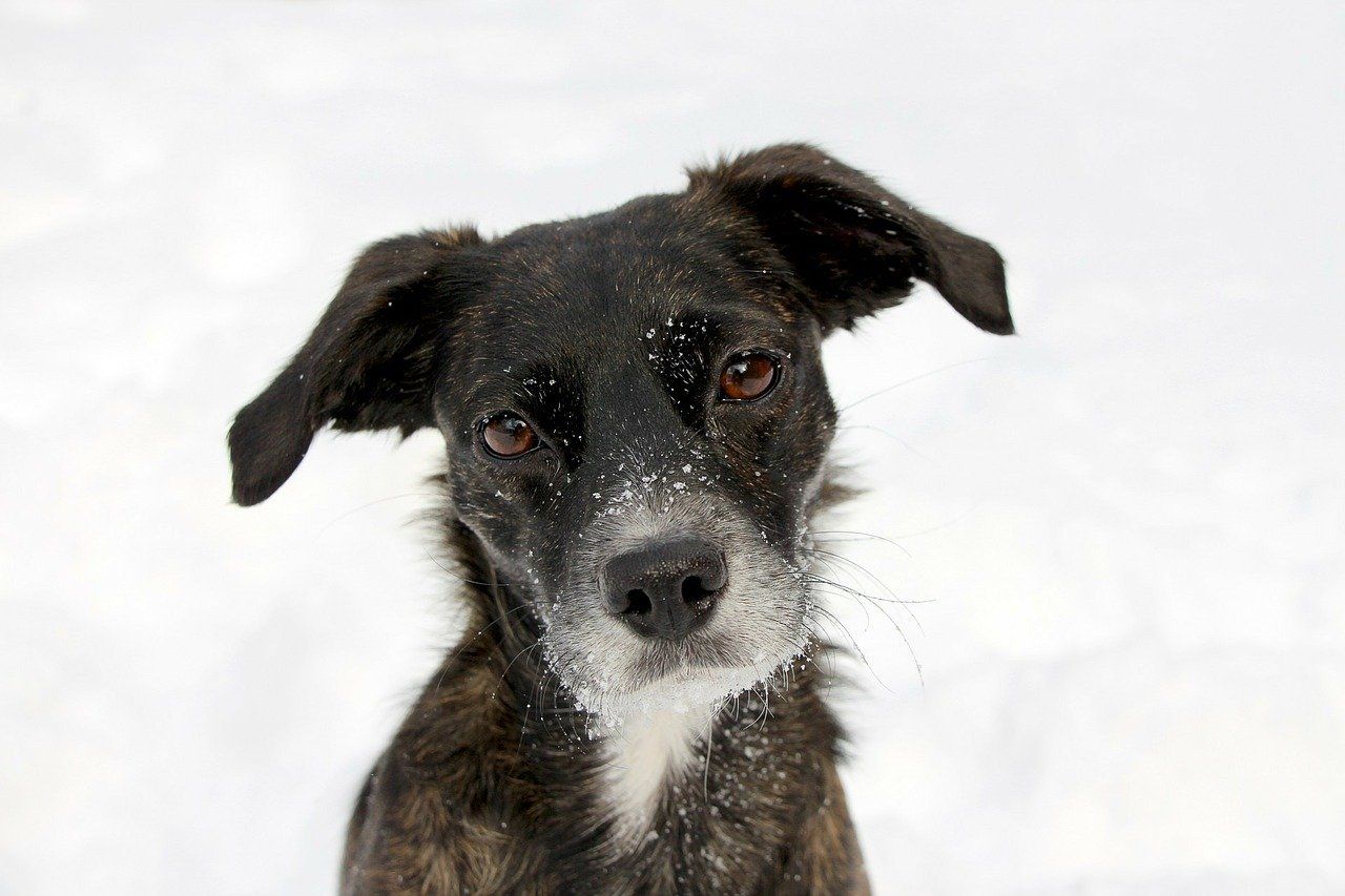 Consensus de l’ACVIM sur l’hépatite chronique chez le chien