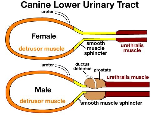 Affections de l’appareil urinaire du chien et du chat