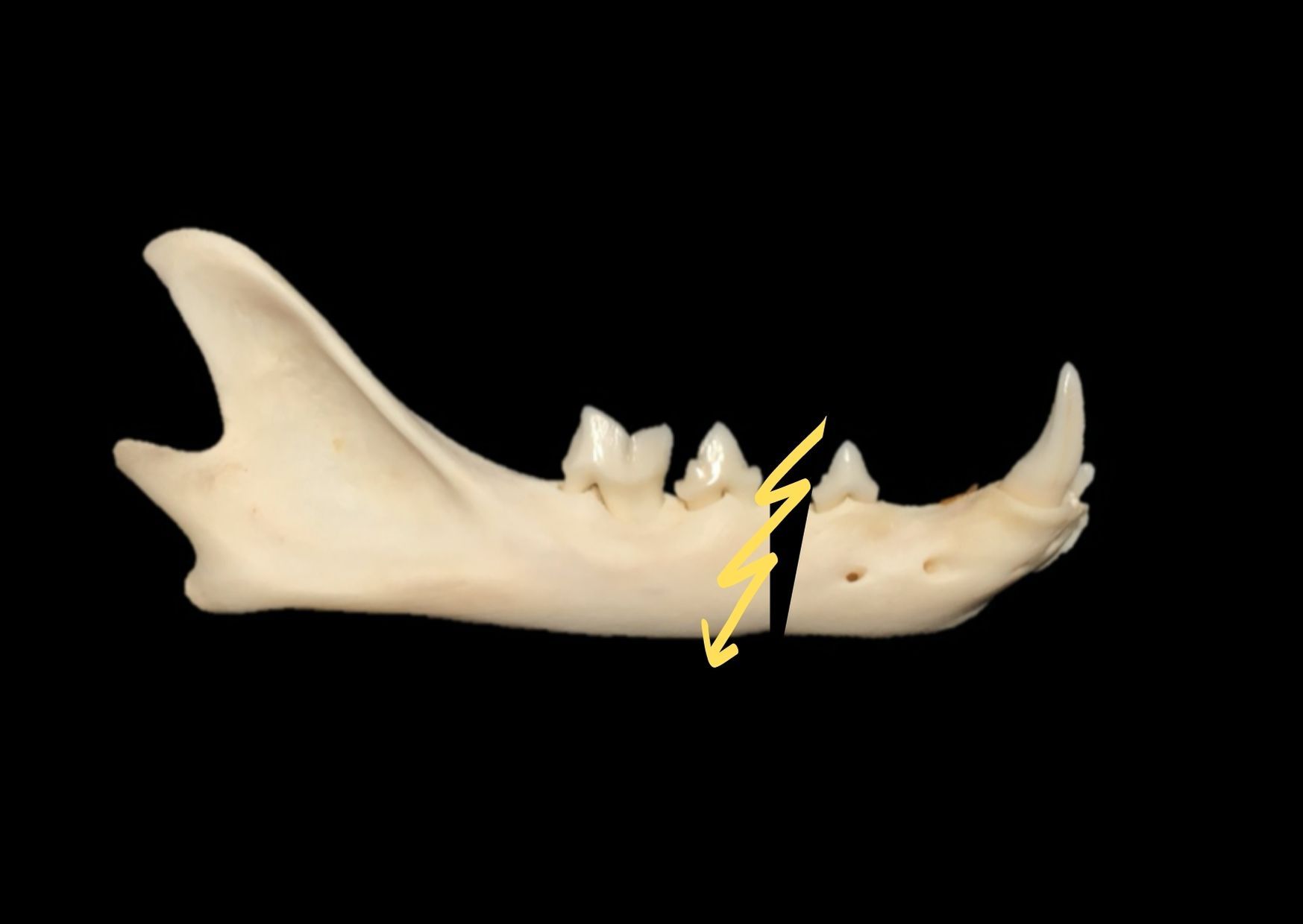 Les fractures du maxillaire et de la mandibule chez le chat sur Vetup