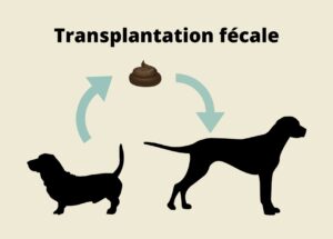 Place de la transplantation de microbiote fécal dans le traitement des diarrhées chroniques du chien