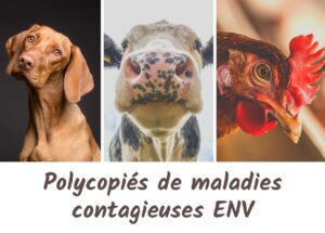 Miniature du cours