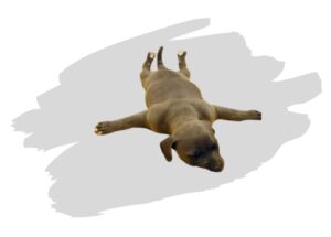 Le syndrome du chiot nageur